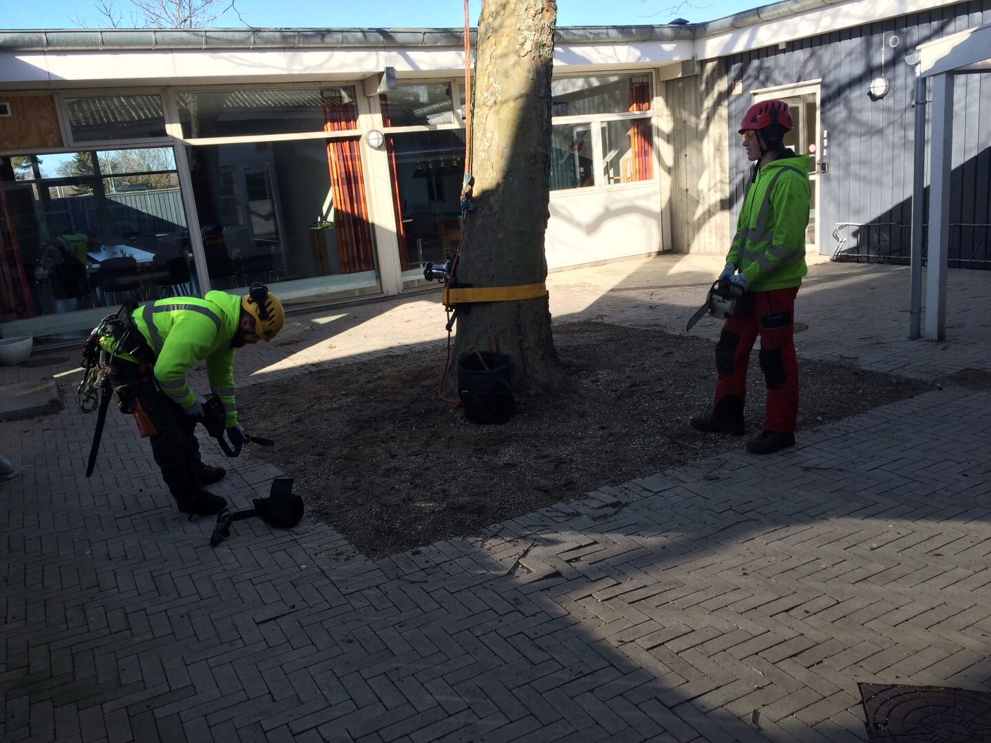 Træfældning 2670 Greve